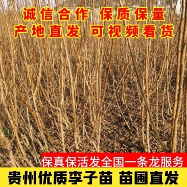 蜂糖李苗贵州蜂糖李子苗原产地蜂糖李苗包邮