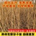 蜂糖李苗贵州蜂糖李子苗原产地蜂糖李苗包邮