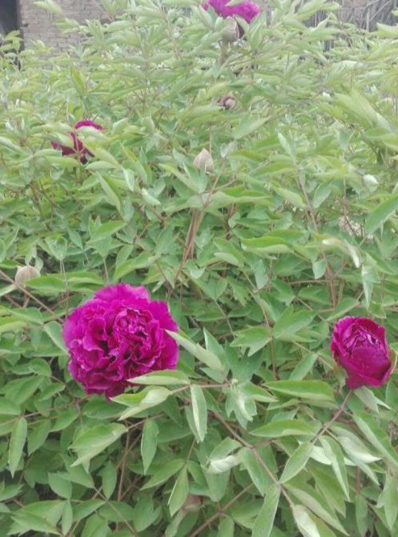 多款牡丹花种子洛阳牡丹花花色齐全易种活阳台室内庭院赏花