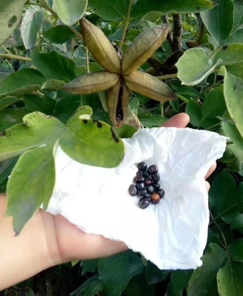 多款牡丹花种子洛阳牡丹花花色齐全易种活阳台室内庭院赏花