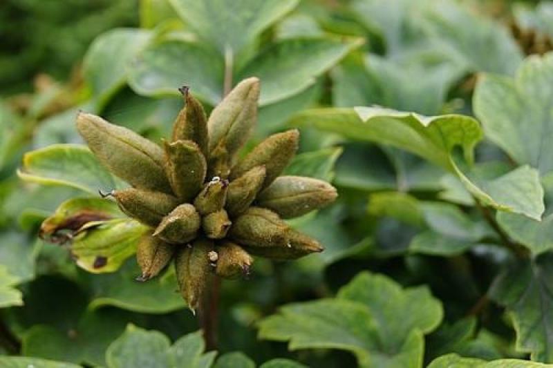 多款牡丹花种子洛阳牡丹花花色齐全易种活阳台室内庭院赏花