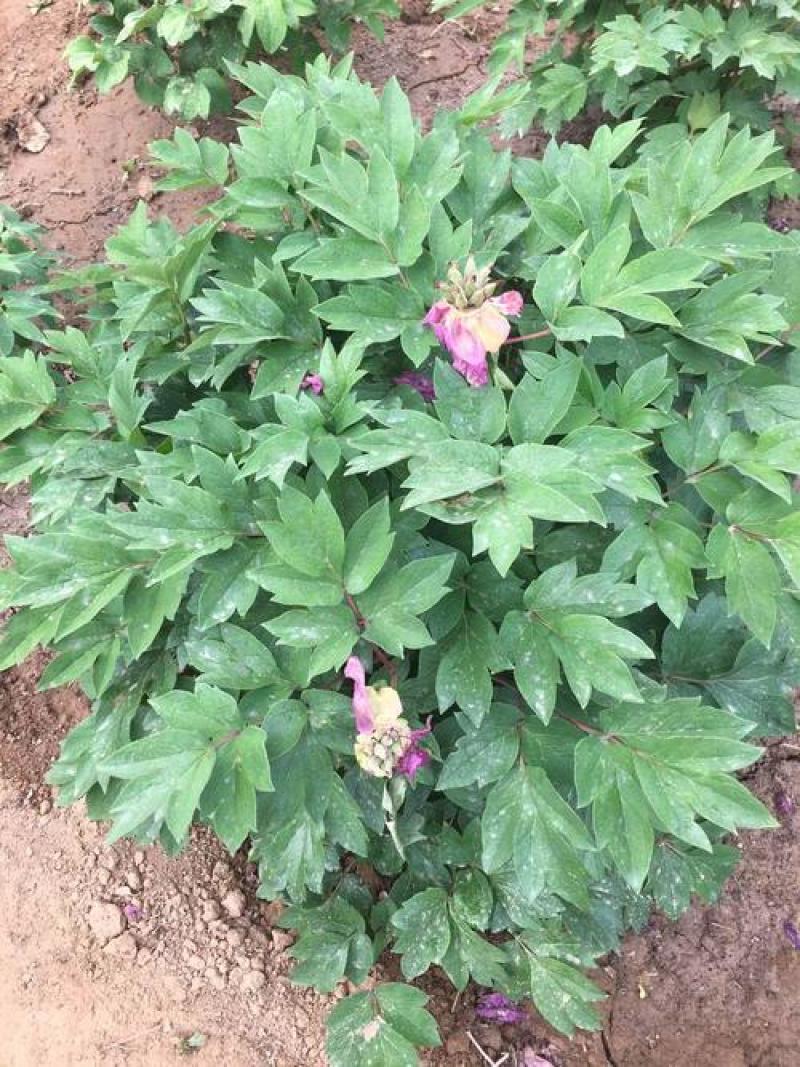 多款牡丹花种子洛阳牡丹花花色齐全易种活阳台室内庭院赏花