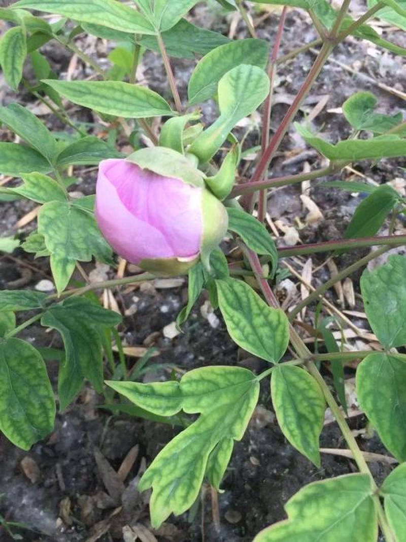 多款牡丹花种子洛阳牡丹花花色齐全易种活阳台室内庭院赏花