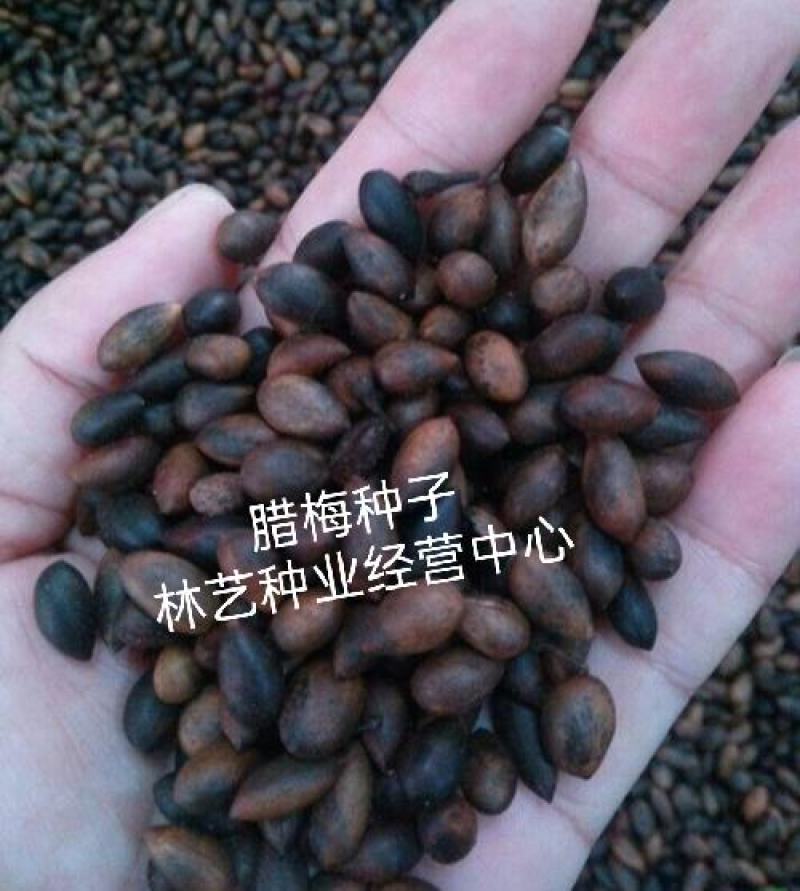 新采一级腊梅种子庭院绿植腊梅种子花苗盆栽植物花种子