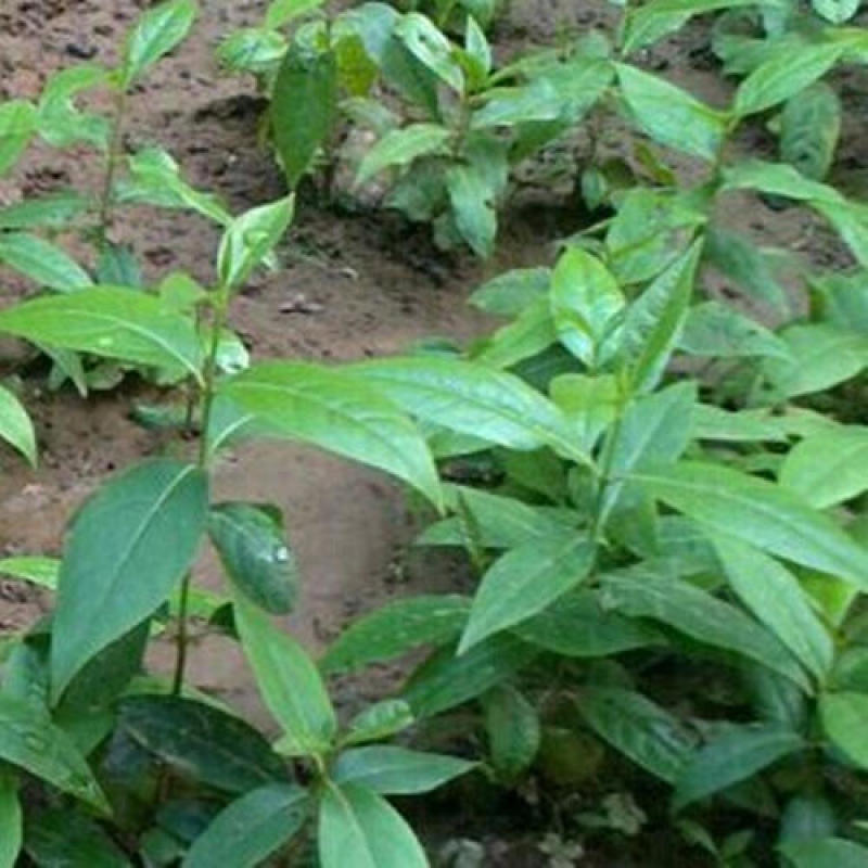 新采一级腊梅种子庭院绿植腊梅种子花苗盆栽植物花种子