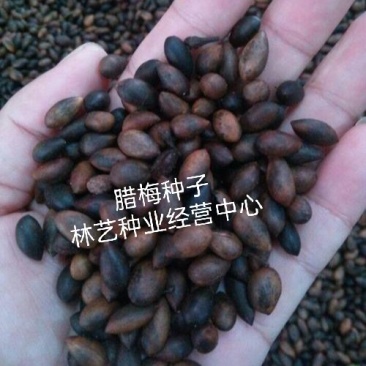 新采一级腊梅种子庭院绿植腊梅种子花苗盆栽植物花种子