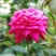 月季花种子四季开花阳台盆栽庭院易种玫瑰花蔷薇花种子