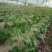 【豆角类专用爬藤网】扁豆角四季豆荷兰豆豌豆等等植物攀爬网