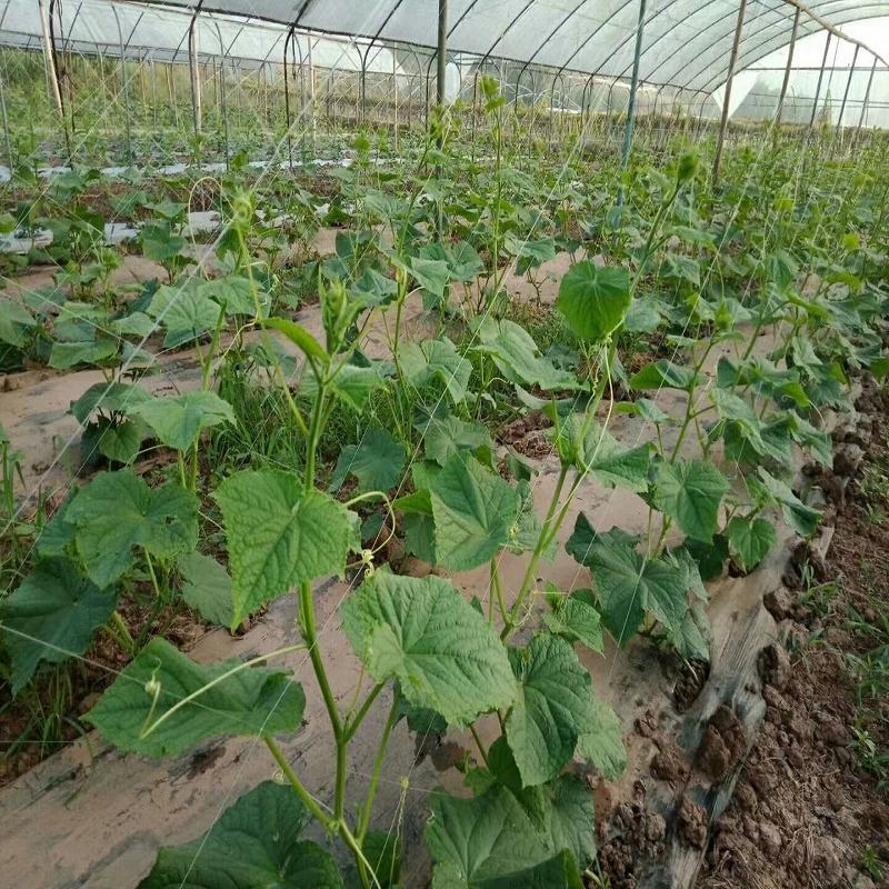 【豆角类专用爬藤网】扁豆角四季豆荷兰豆豌豆等等植物攀爬网