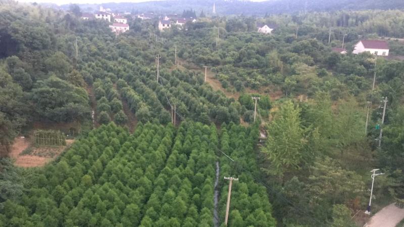 落羽杉6，8，10公分田苗土球完整树形好自家苗圃价格实惠