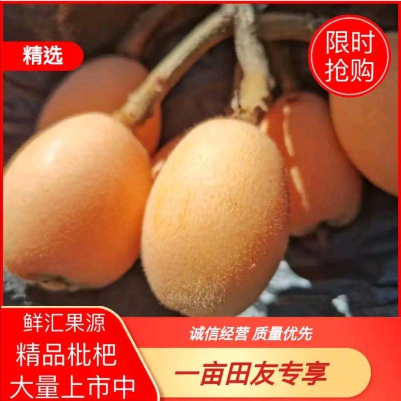 【一件代发】优质枇杷大量供应一手货源基地直供，支持电商发货
