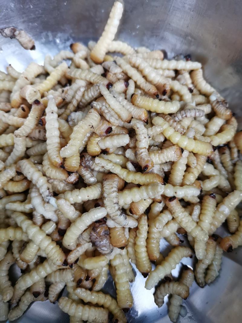 柴虫，木虫，葛藤虫，斗米虫…………………
