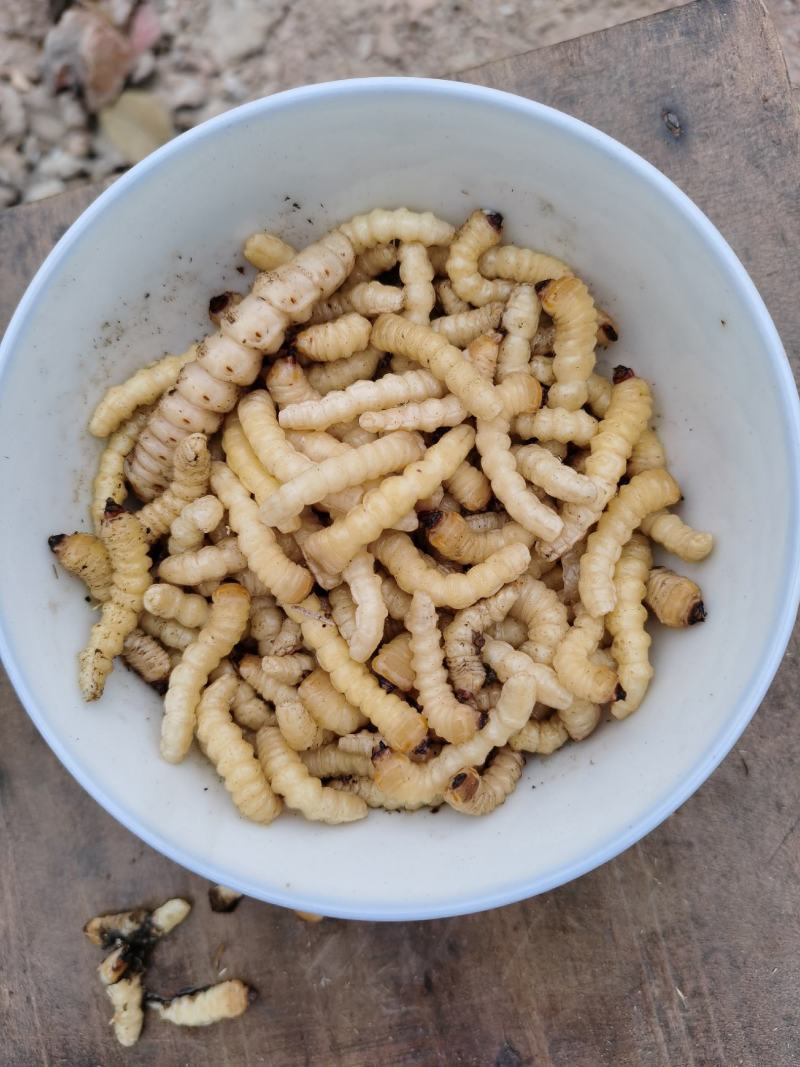 柴虫，木虫，葛藤虫，斗米虫…………………