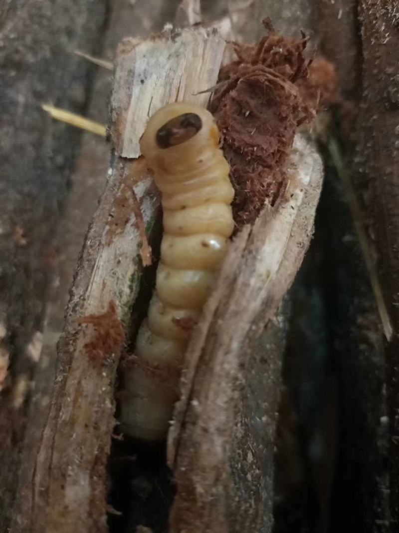 柴虫，木虫，葛藤虫，斗米虫…………………
