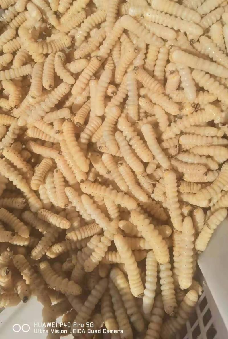 柴虫，木虫，葛藤虫，斗米虫…………………