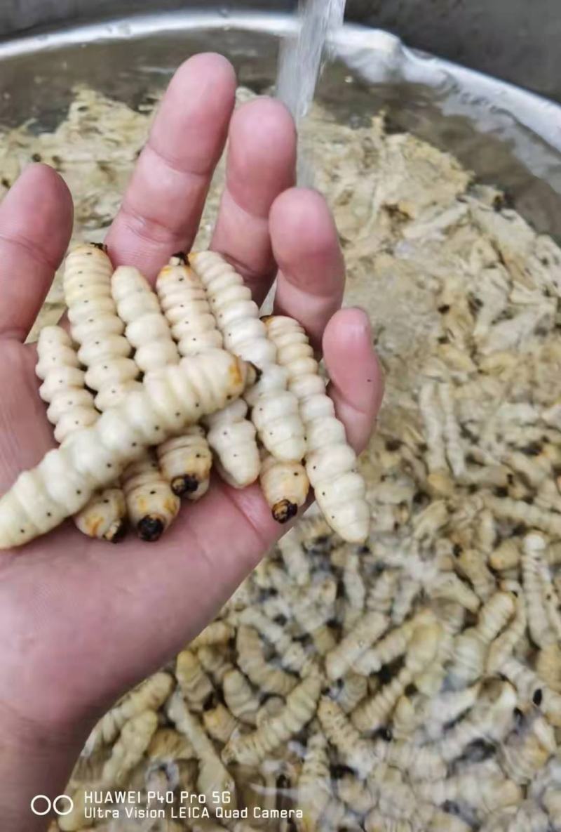 柴虫，木虫，葛藤虫，斗米虫…………………