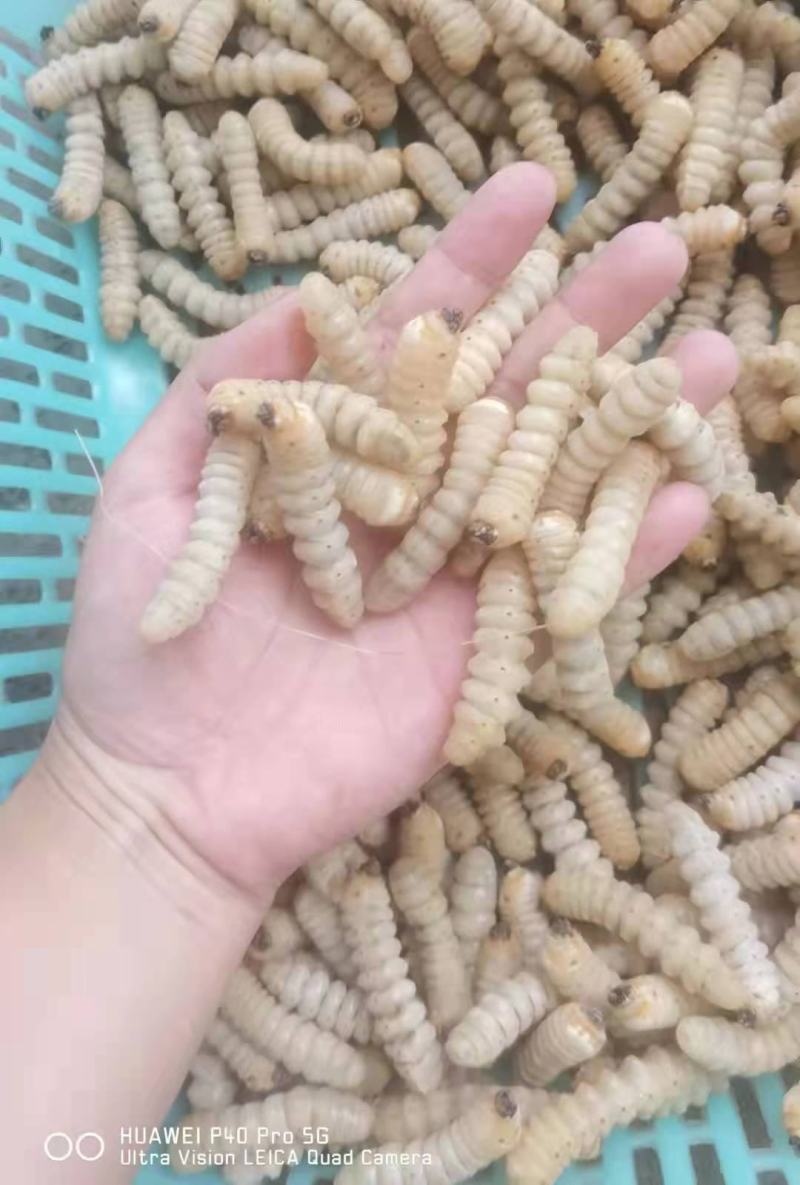 柴虫，木虫，葛藤虫，斗米虫…………………