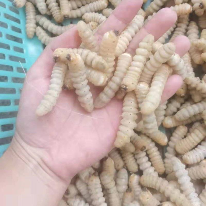柴虫，木虫，葛藤虫，斗米虫…………………