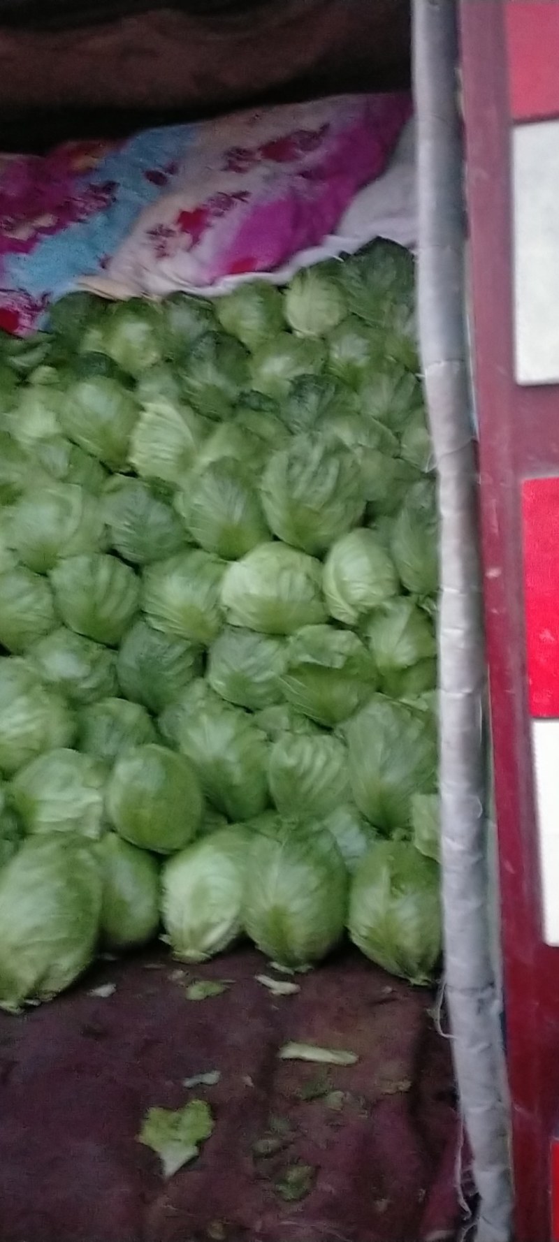 甘蓝黄心甘蓝，大棚甘蓝大批上市