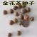 名贵茶花种子防城金花茶种子山茶花金茶花茶族皇后种子