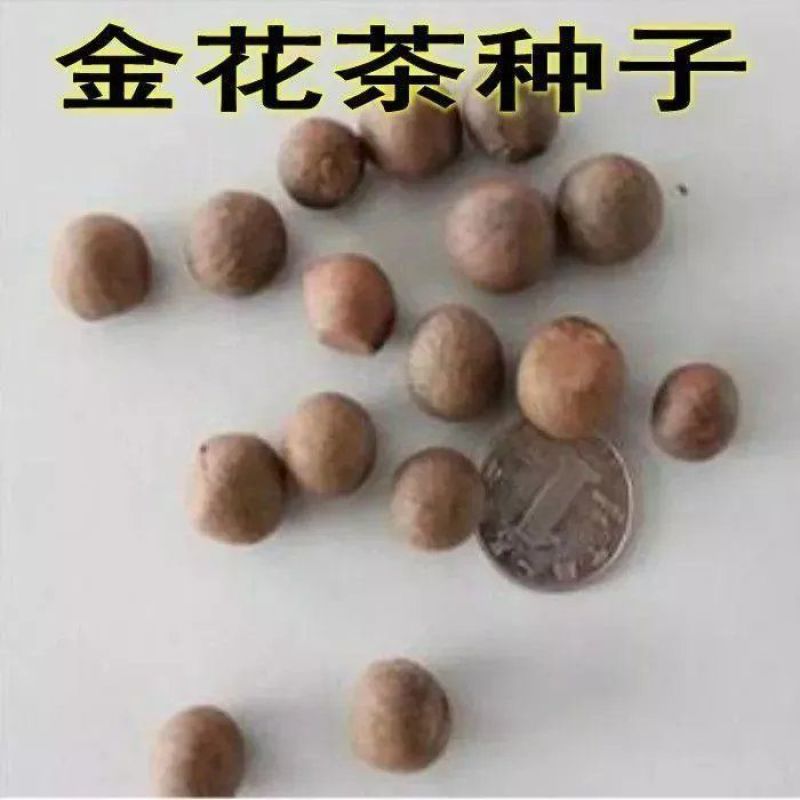 名贵茶花种子防城金花茶种子山茶花金茶花茶族皇后种子