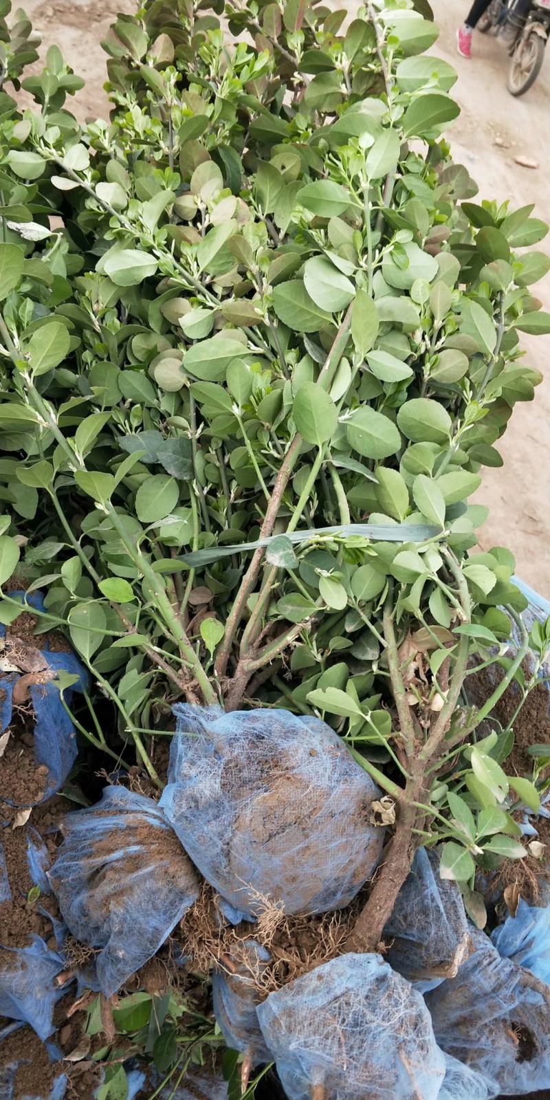 大量供应0.5~1米卫矛，胶东卫矛，卫矛球杯苗卫矛