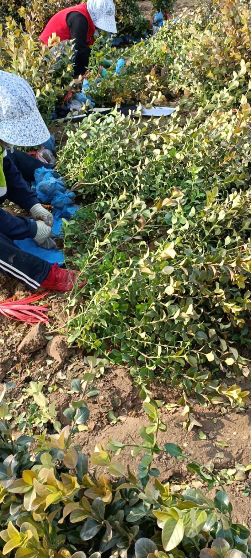 大量供应0.5~1米卫矛，胶东卫矛，卫矛球杯苗卫矛