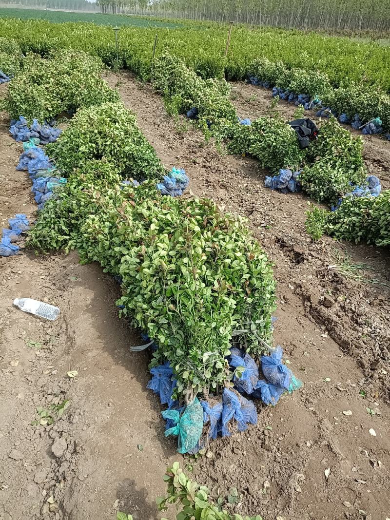 大量供应0.5~1米卫矛，胶东卫矛，卫矛球杯苗卫矛