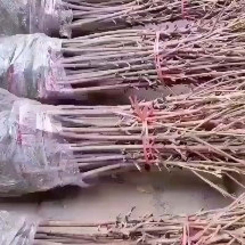 大五星枇杷苗，各种规格的杯苗和裸苗。免费提供技术指导服