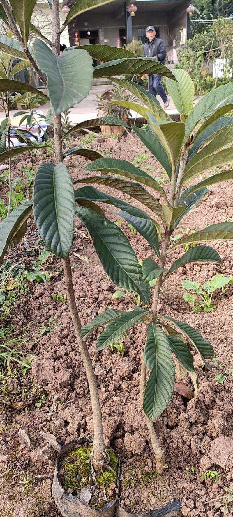 大五星枇杷苗，各种规格的杯苗和裸苗。免费提供技术指导服