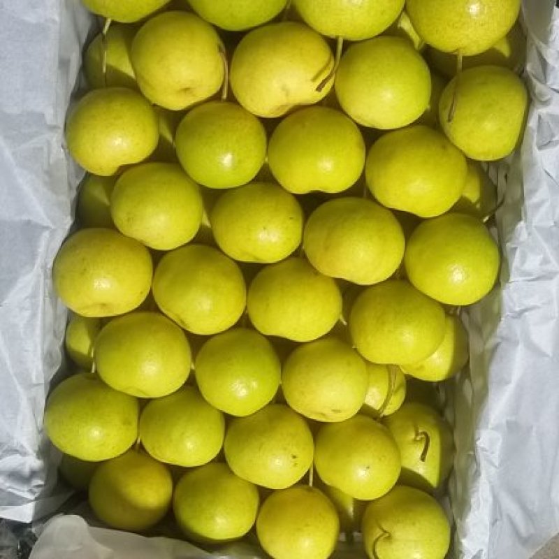 北镇市精品京白梨库存大量有货，山坡细皮梨，口感好