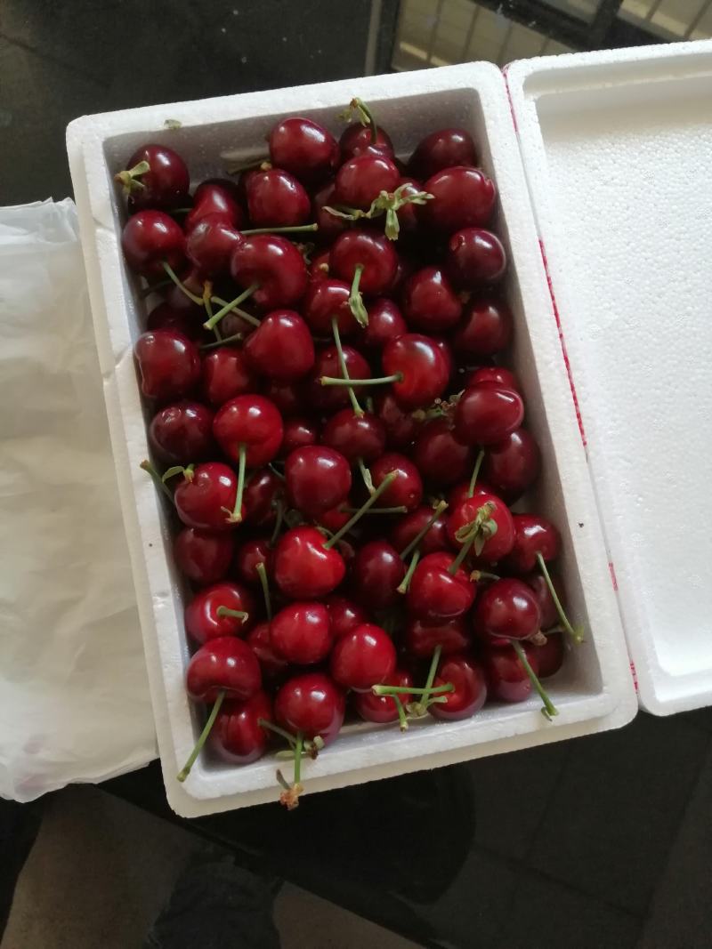 矮化大樱桃苗辉煌1-5，雷杰娜，超美，蜜露，8-5塔玛拉等