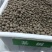 油茶种子大果红花油茶种子白花油茶茶花山茶茶树种子