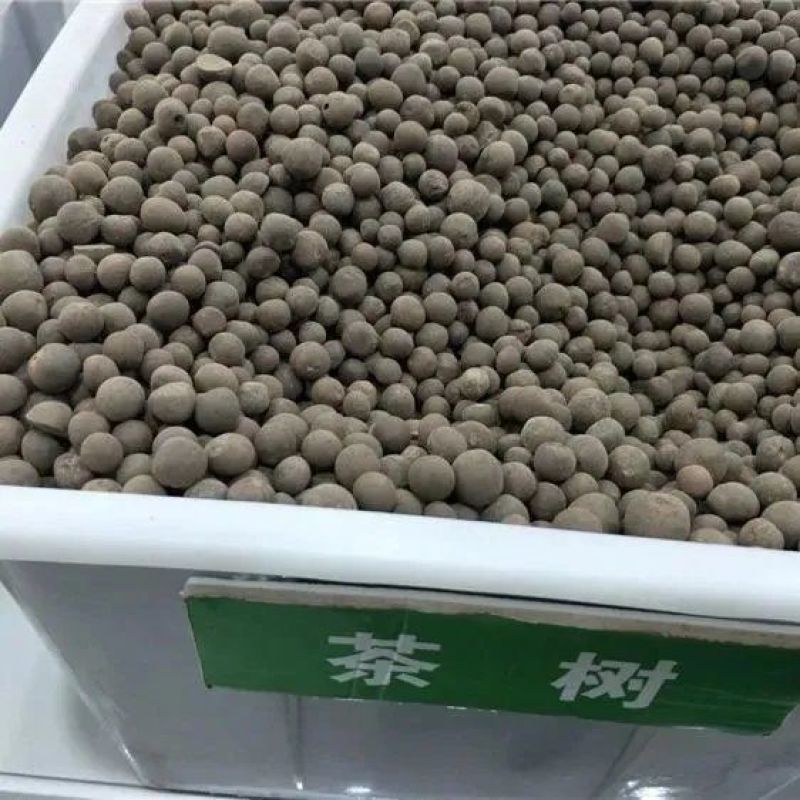 油茶种子大果红花油茶种子白花油茶茶花山茶茶树种子