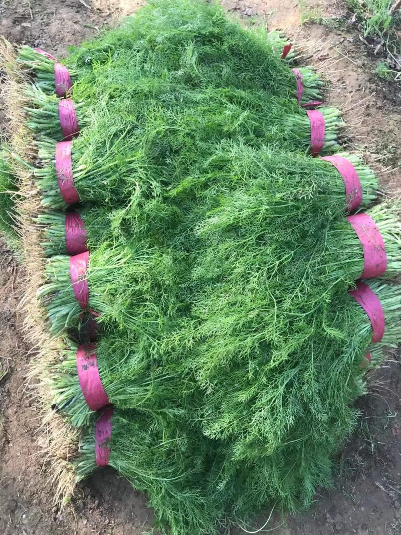 茴香苗大棚种植，产地直供割，拨都行。欢迎来电，面积大