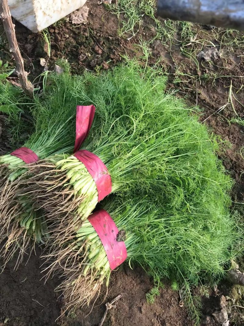 茴香苗大棚种植，产地直供割，拨都行。欢迎来电，面积大