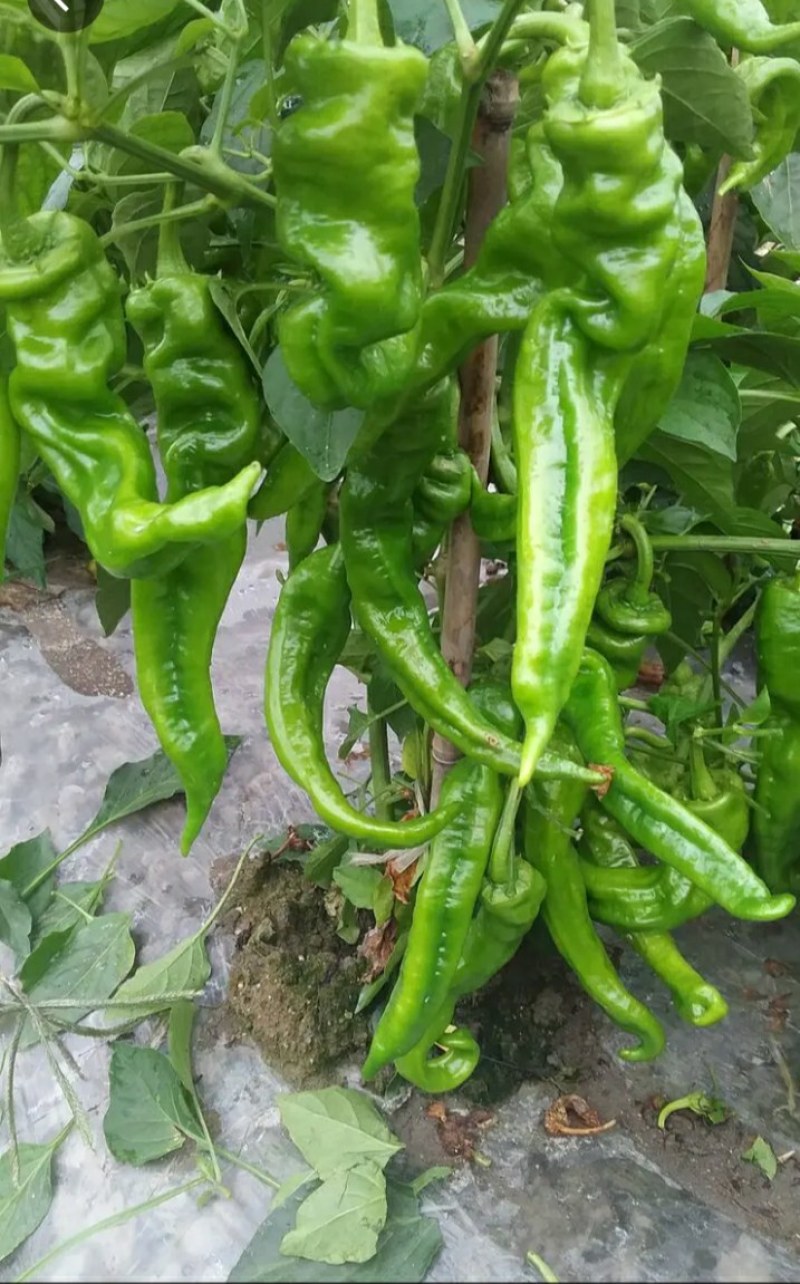 优质辣椒螺丝椒苗基地直发现苗现发提供技术指导全国发货