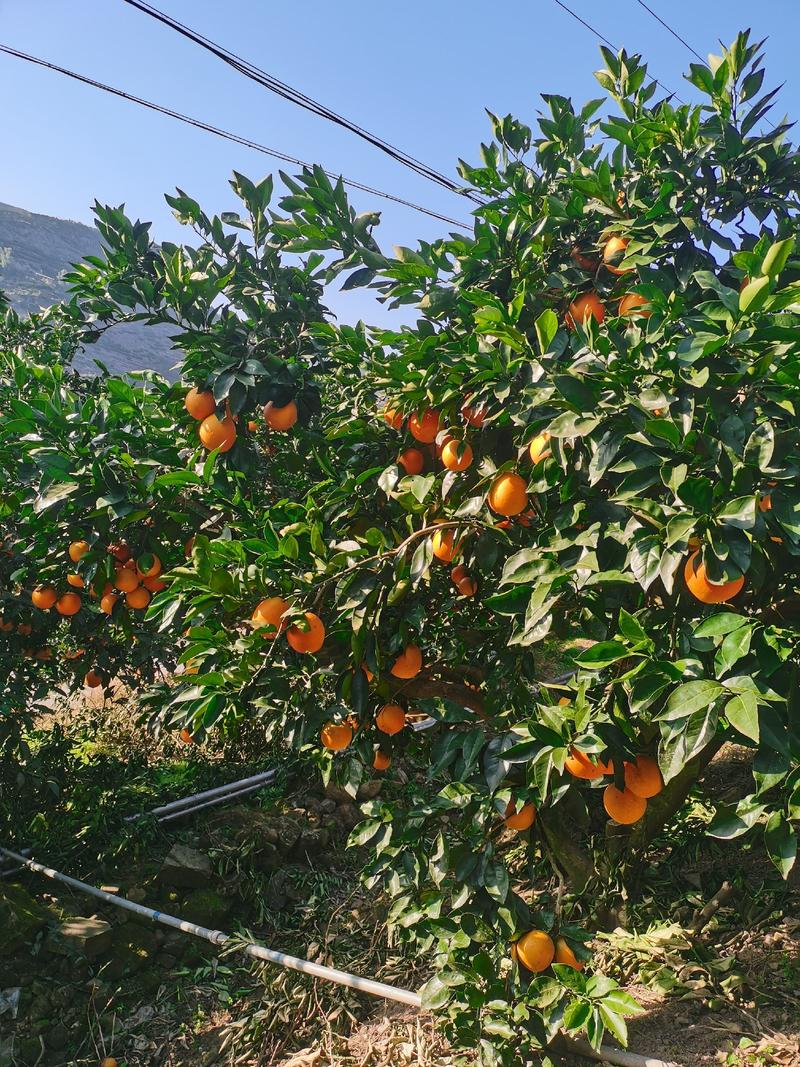 纽荷尔脐橙只卖当季新鲜果现摘现发无中间商赚差价1件10斤