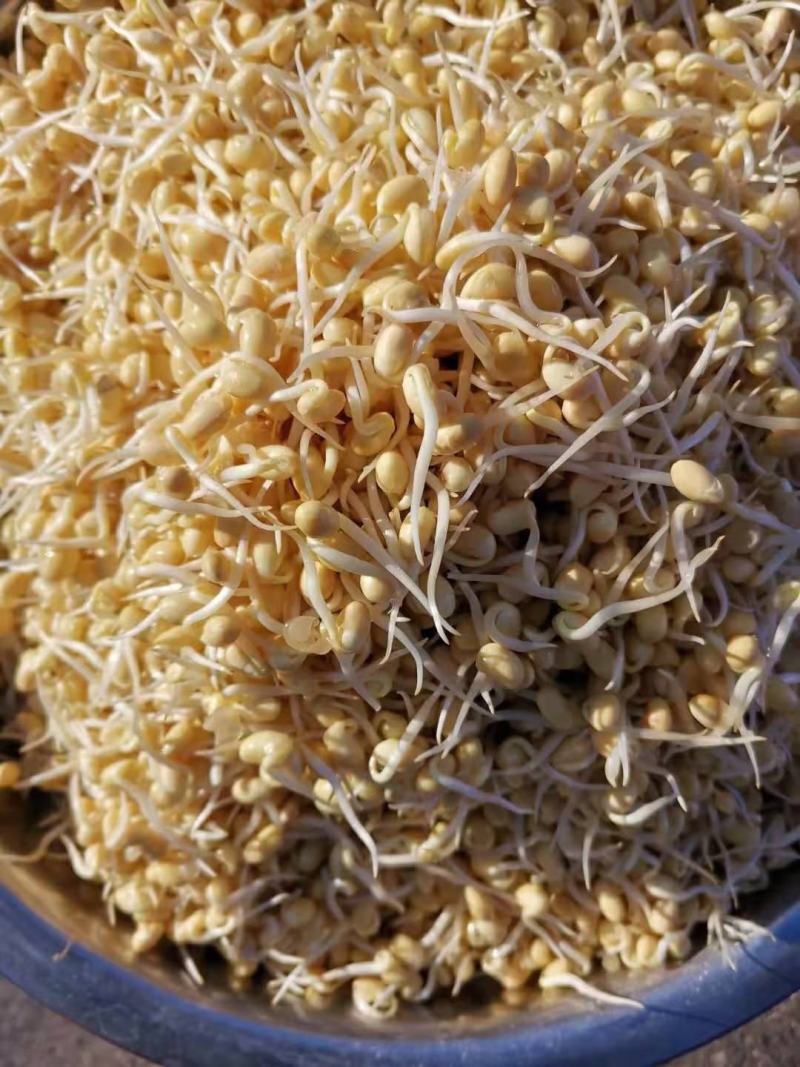 芽豆芽苗豆中粒黄豆东升一号黄芽豆