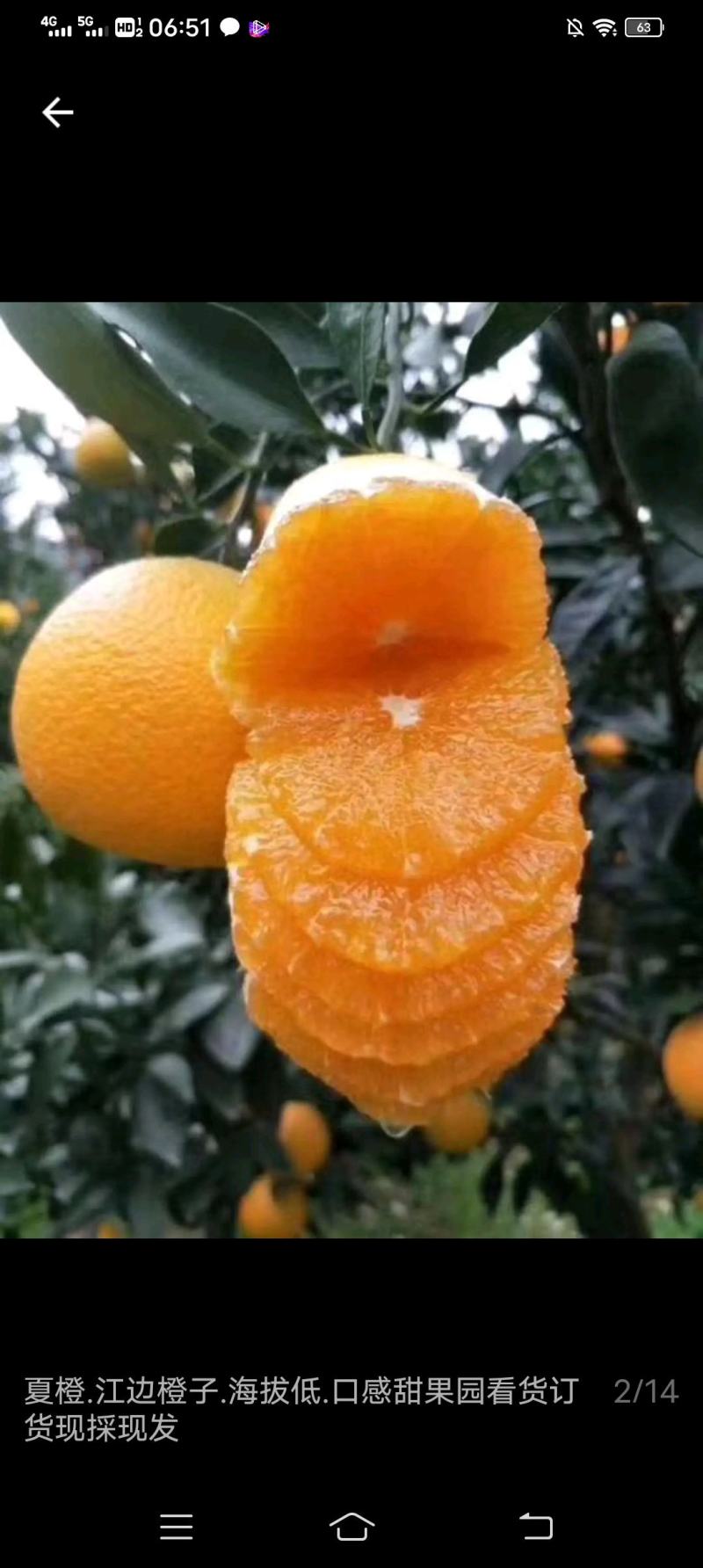 脐橙营养价值高，口感好！果面干净，皮薄汁多！