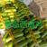 供应精品绿皮西葫芦，周期时间10月至明年4月，可代发全国