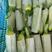 供应精品绿皮西葫芦，周期时间10月至明年4月，可代发全国
