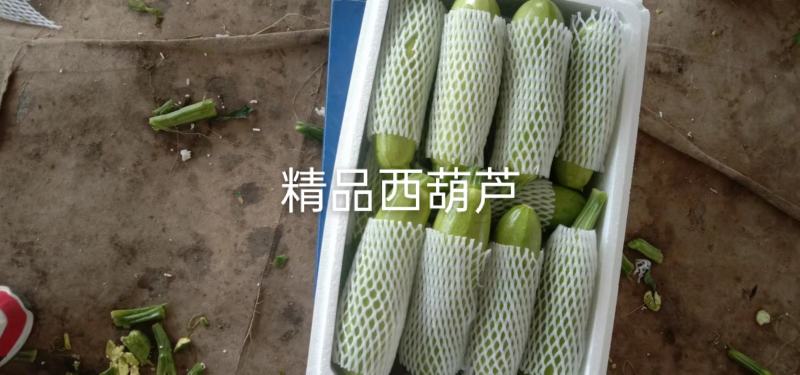 山东新鲜西葫芦瓜现摘豆角茭瓜三月瓜番瓜菜瓜特价包邮