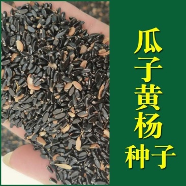 林木种子瓜子黄杨种子小叶黄杨山黄杨绿化苗木种子