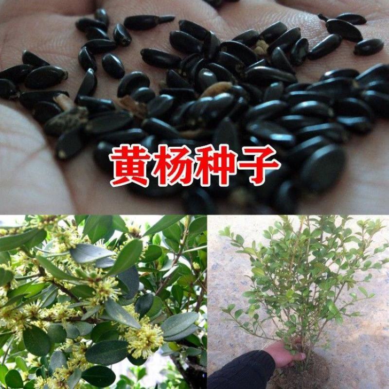 林木种子瓜子黄杨种子小叶黄杨山黄杨绿化苗木种子