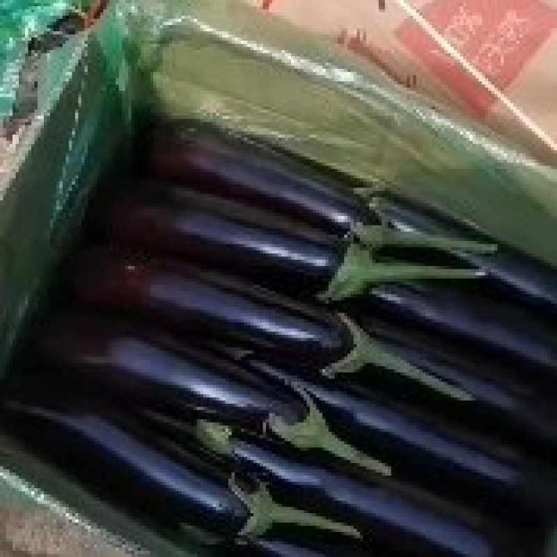 【辽宁暖棚紫库602紫】力人，个头匀称现摘现发价优