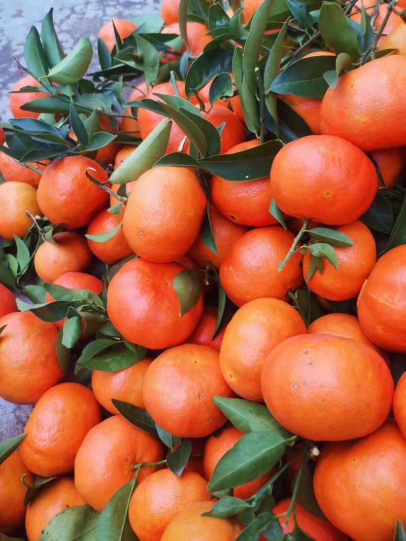 万州红桔，红橘大量上市中，质量好，价格优惠，古红桔