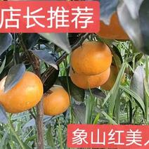 象山红美人柑橘苗爱媛38号果冻橙，苗木正宗