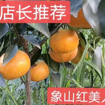 象山红美人柑橘苗爱媛38号果冻橙，苗木正宗
