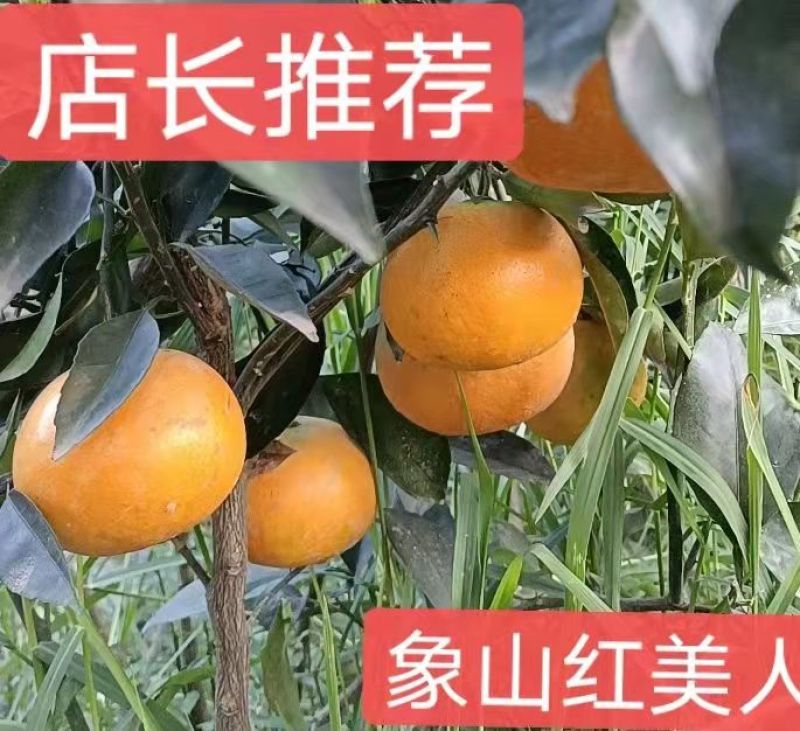 象山红美人柑橘苗爱媛38号果冻橙，苗木正宗